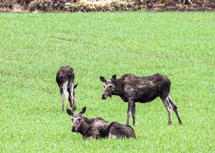 2 Bedroom Cozy In * Halden